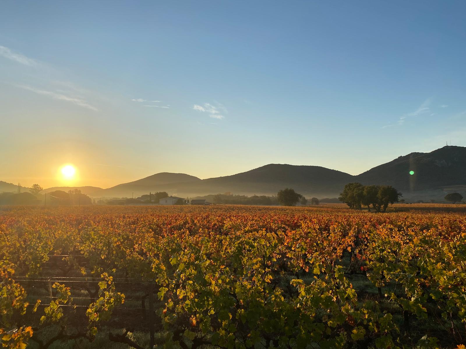 Vignes du Plan de la Tour au lever du soleil